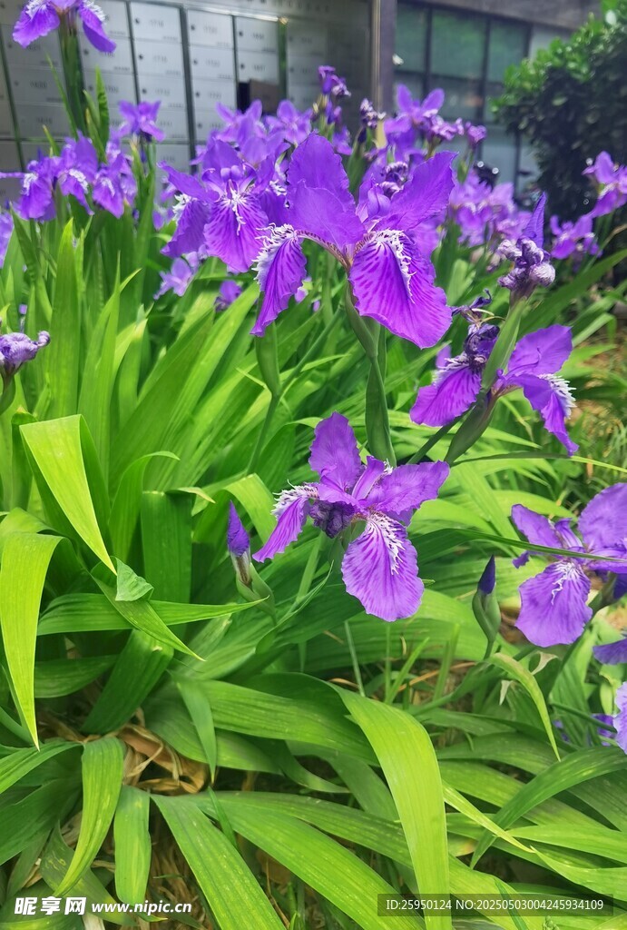 紫色鸢尾