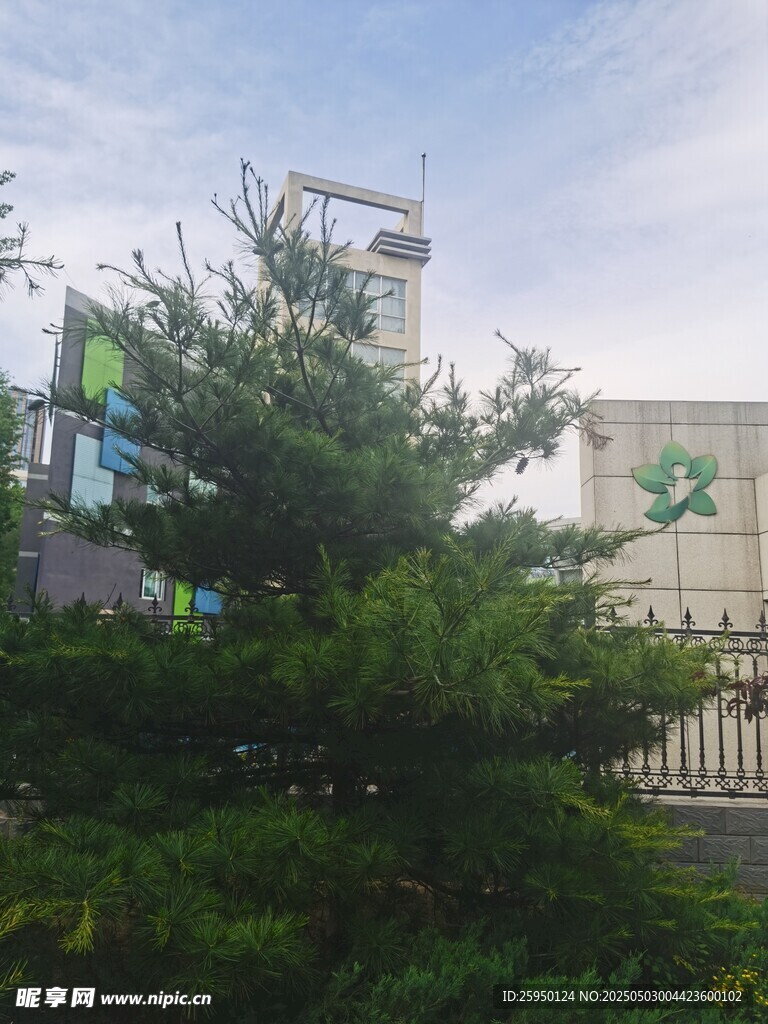 校园绿植