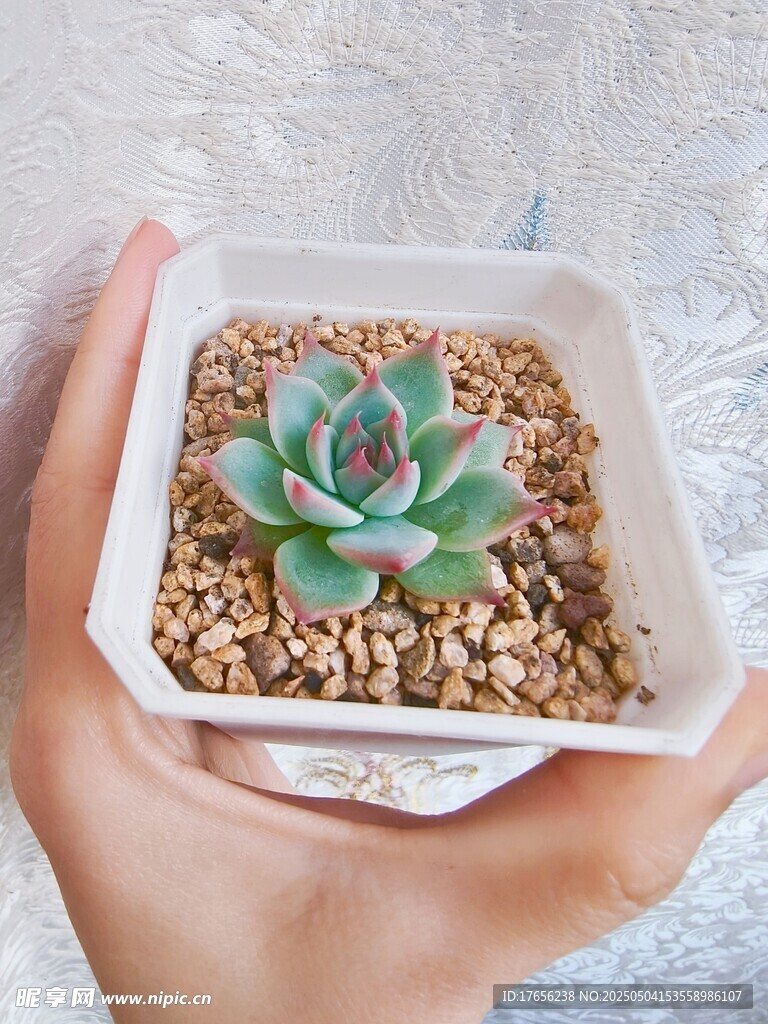 手捧可爱多肉小盆栽