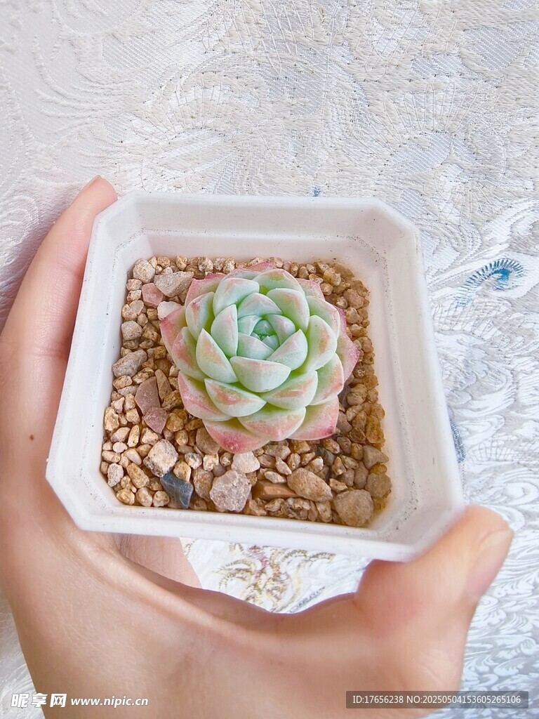 手捧精致多肉小盆栽