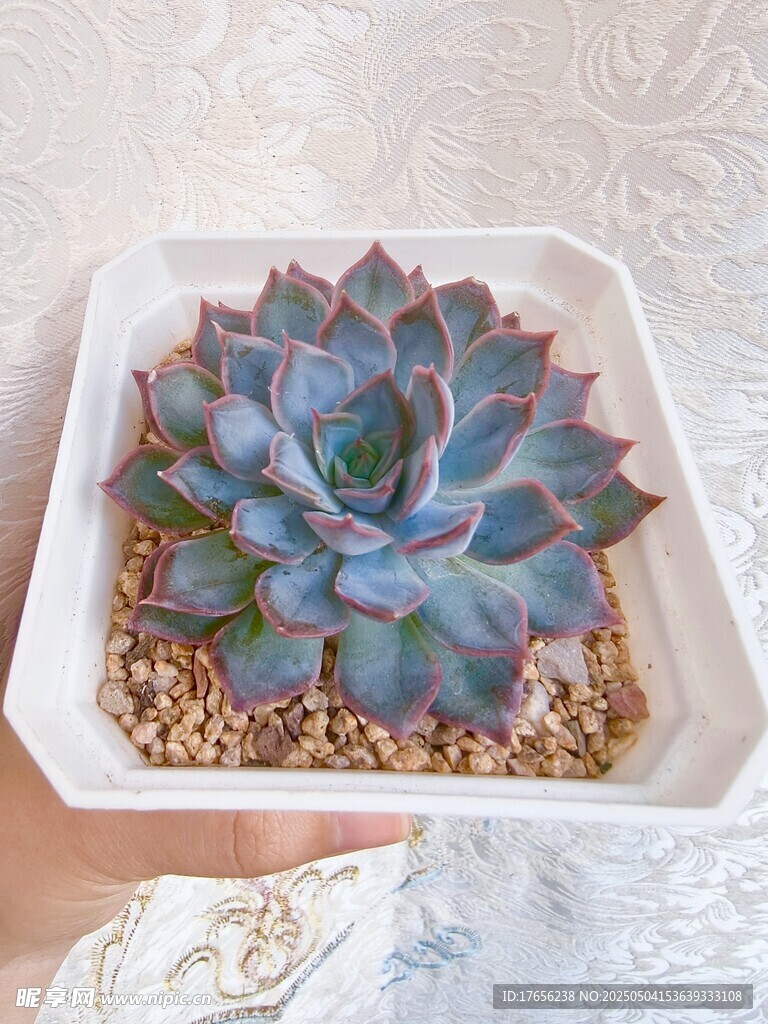 精致蓝紫色多肉盆栽展示