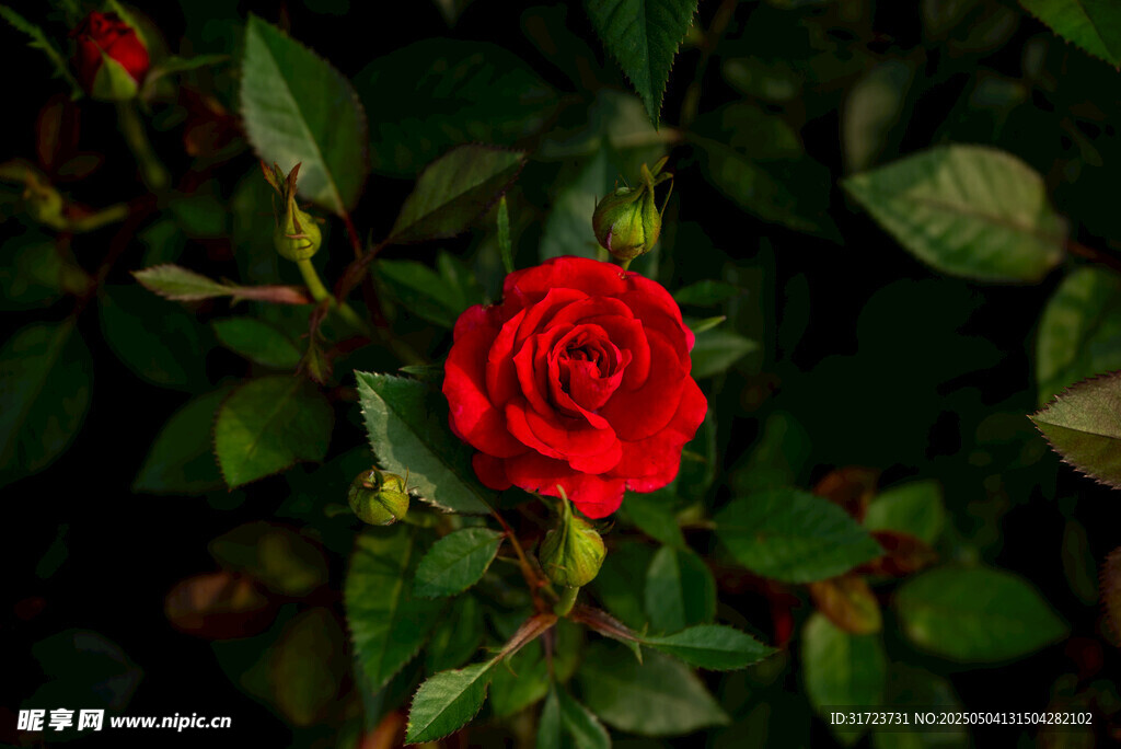 娇艳红玫瑰绽放绿叶间