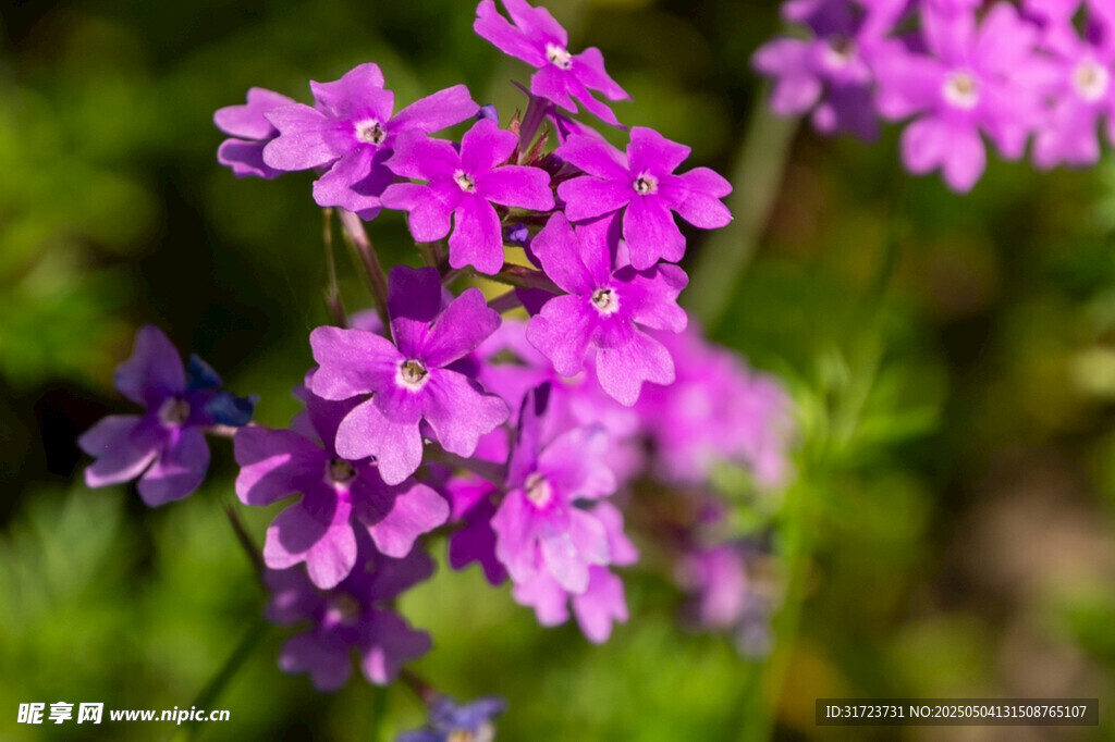 紫色小花绽放于绿意间