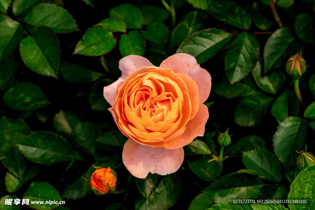 娇艳橙色玫瑰绽放绿叶间