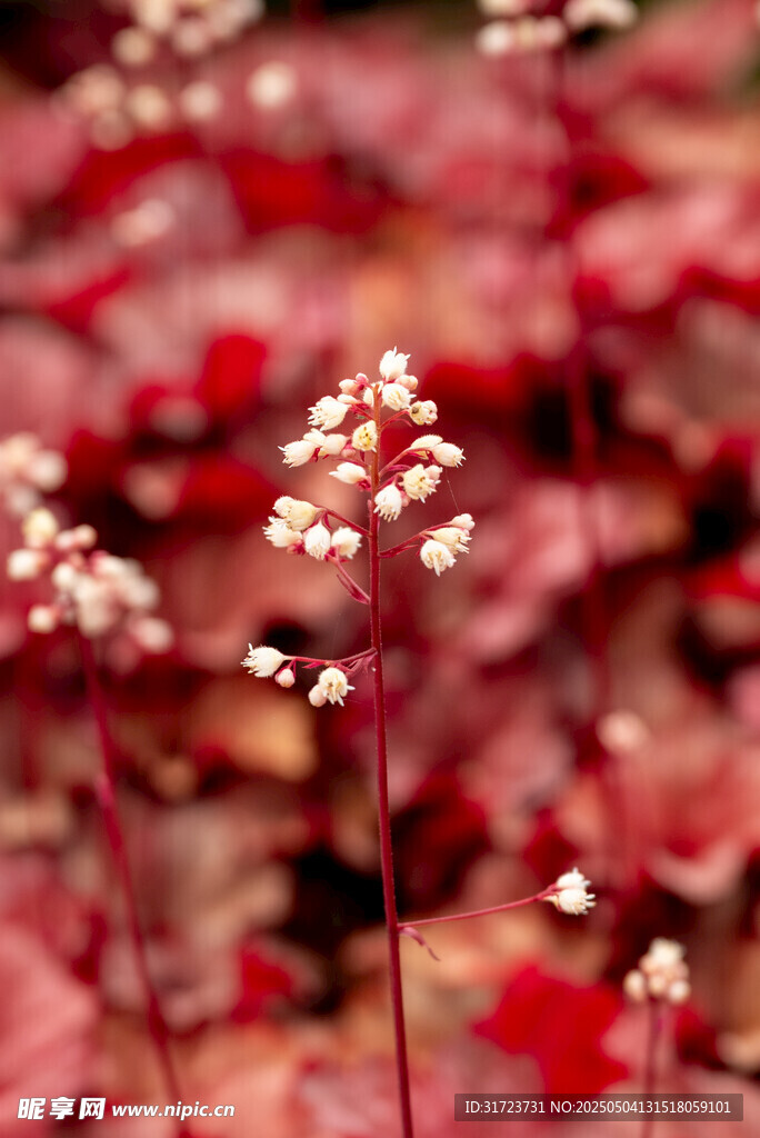 红底白花植物特写