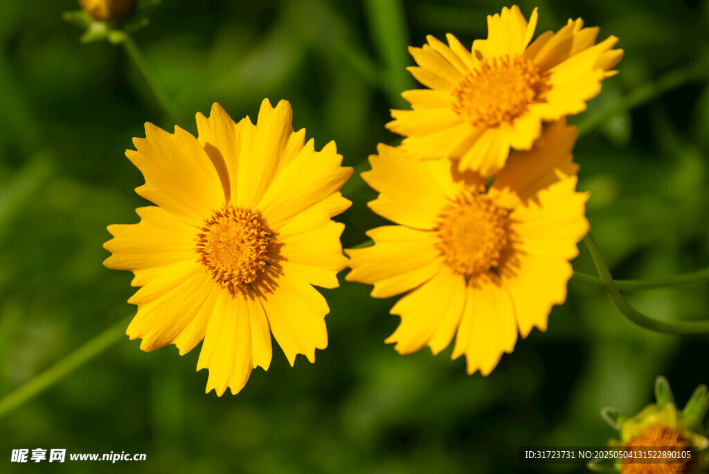 三朵明艳黄色小花绽放
