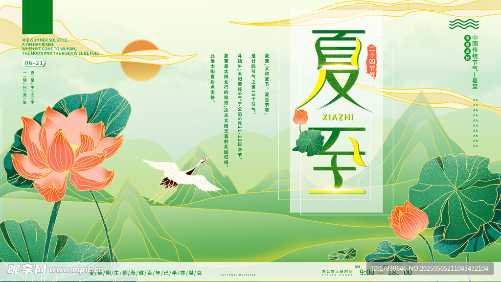 夏至时节荷花绽放图景