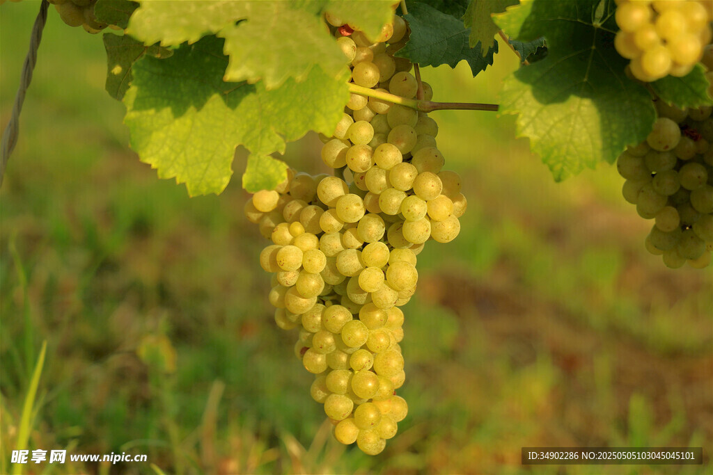 金黄葡萄挂于翠绿藤蔓间