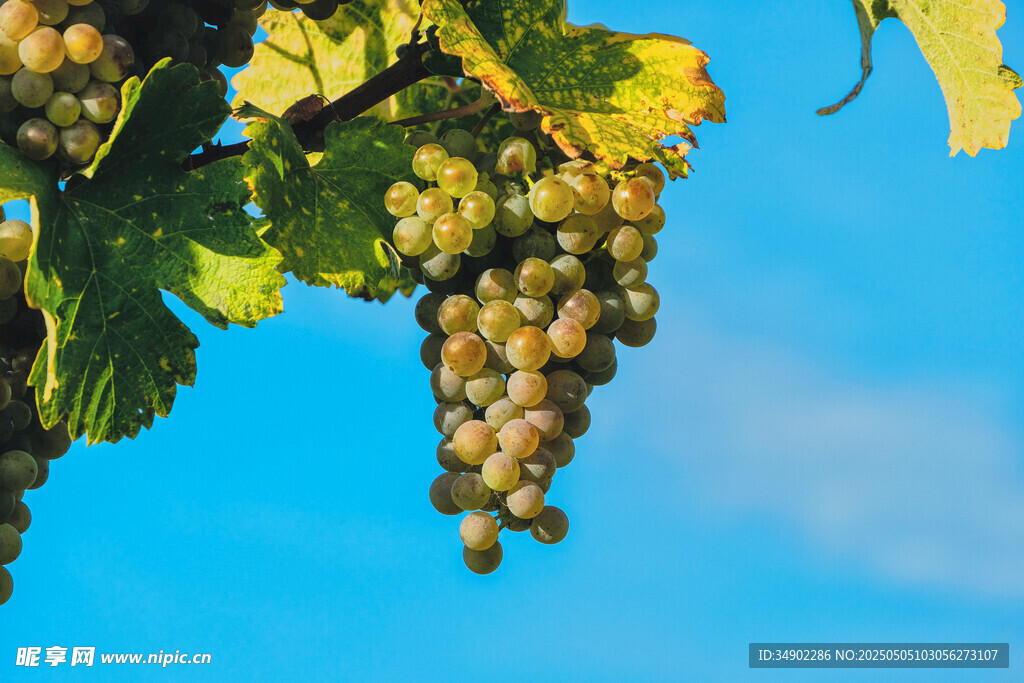 阳光下的葡萄串