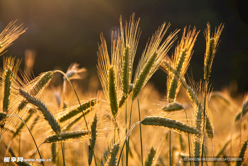 金色麦田 阳光下的麦浪