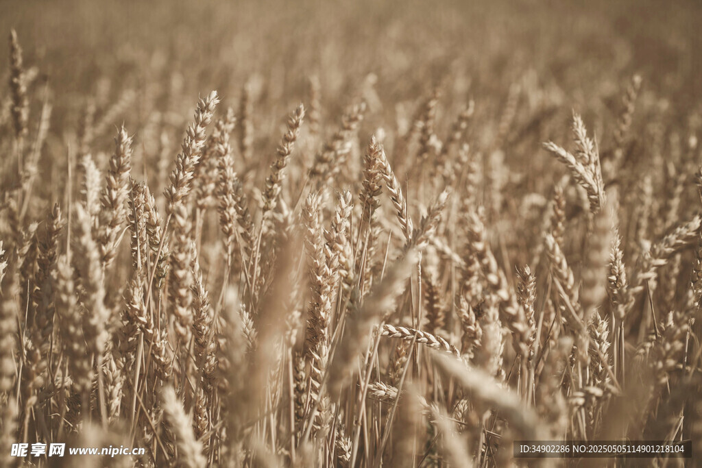 金黄麦田 丰收的希望