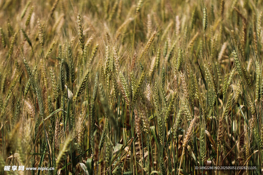 金黄麦田