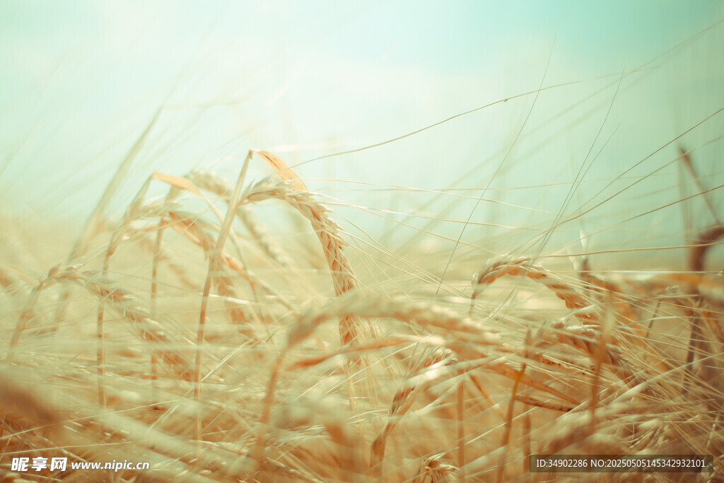 金色麦田 自然田园美景
