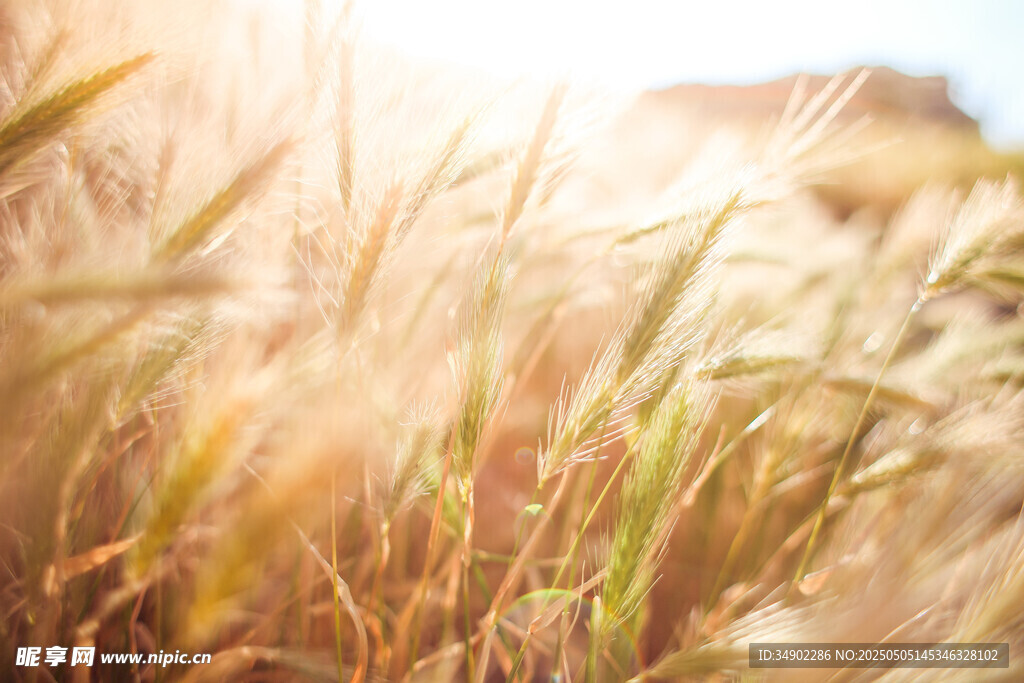 金色麦田沐浴温暖阳光