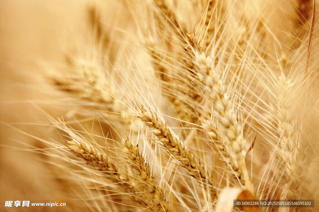 金黄麦穗特写
