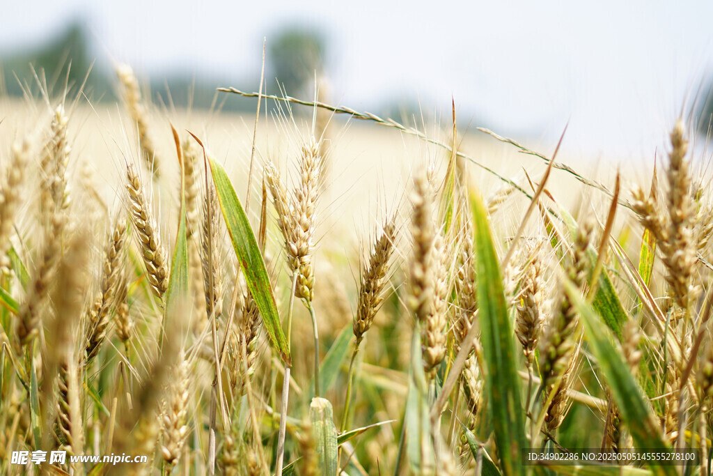 金黄麦田展现丰收景象