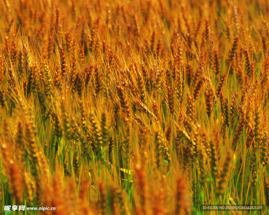 金色麦田 丰收的希望