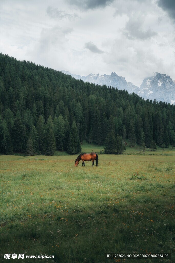 草原上的骏马与山林美景