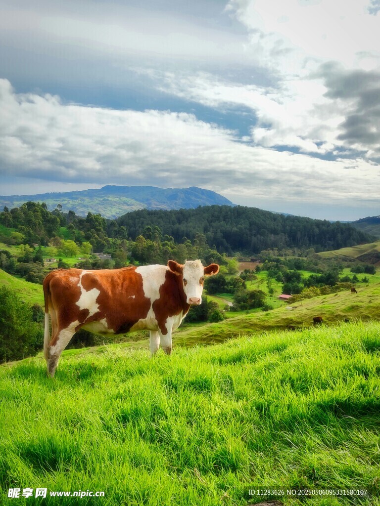 草原上的奶牛与美丽山景