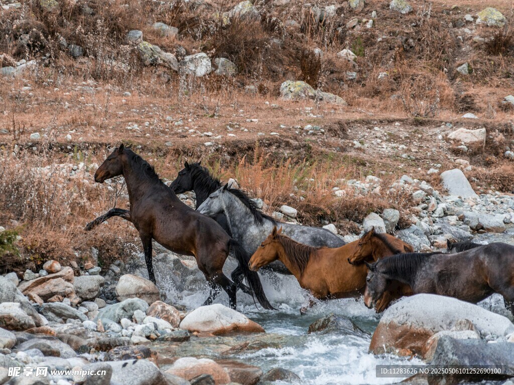 群马踏溪而过