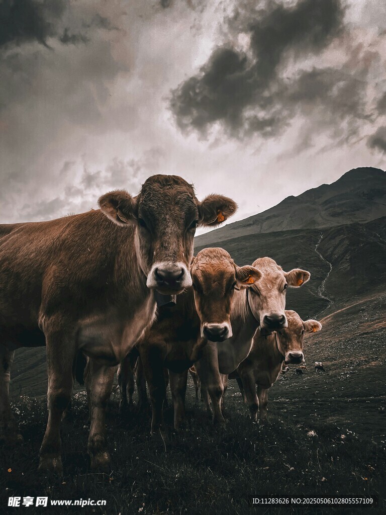 乌云下的牛群