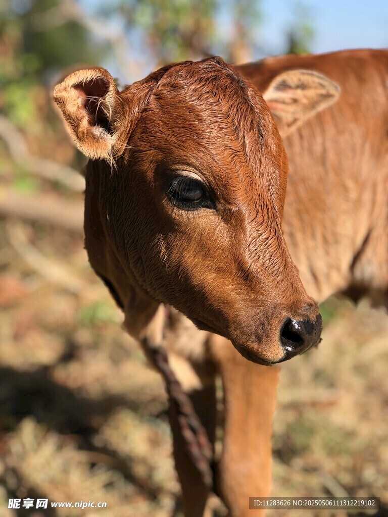 可爱小牛特写