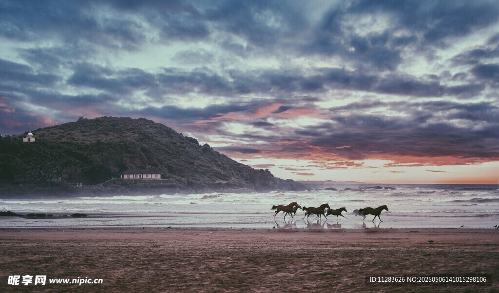 海边日落时的马群美景