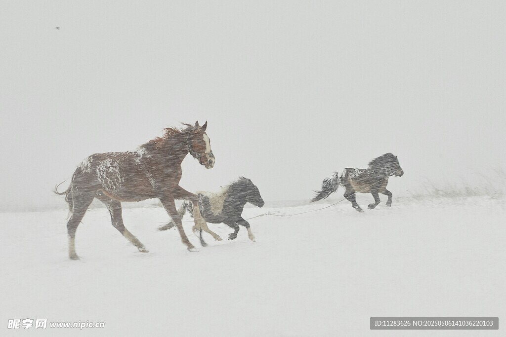 雪地奔腾骏马