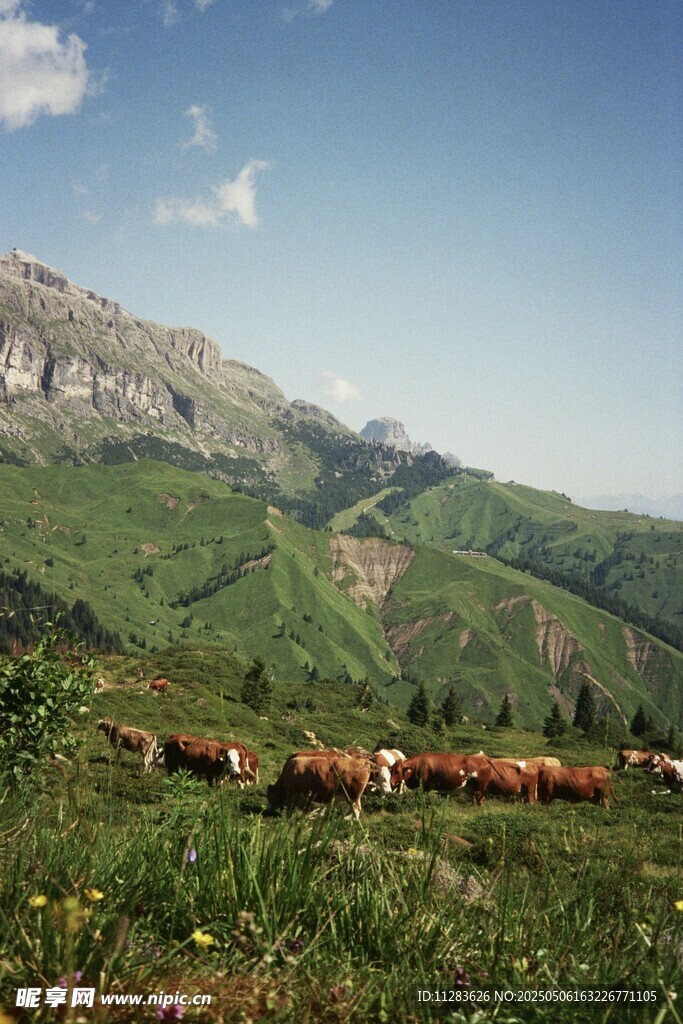 山间牧场景色