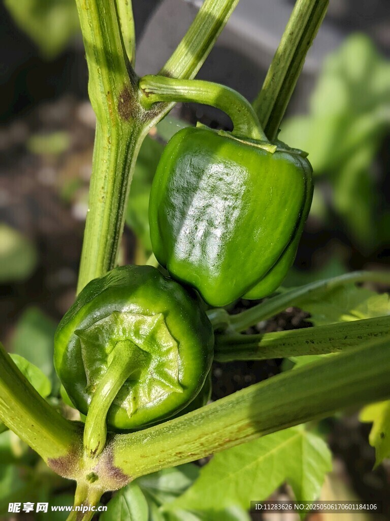 绿甜椒生长在植株上