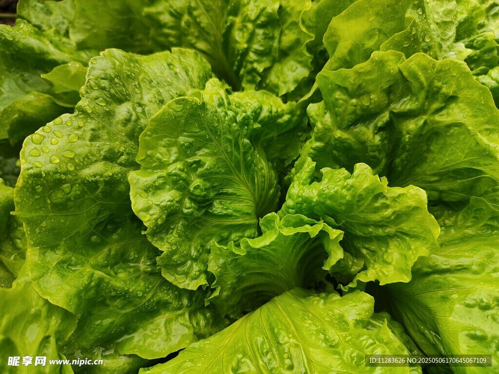 鲜嫩生菜叶片
