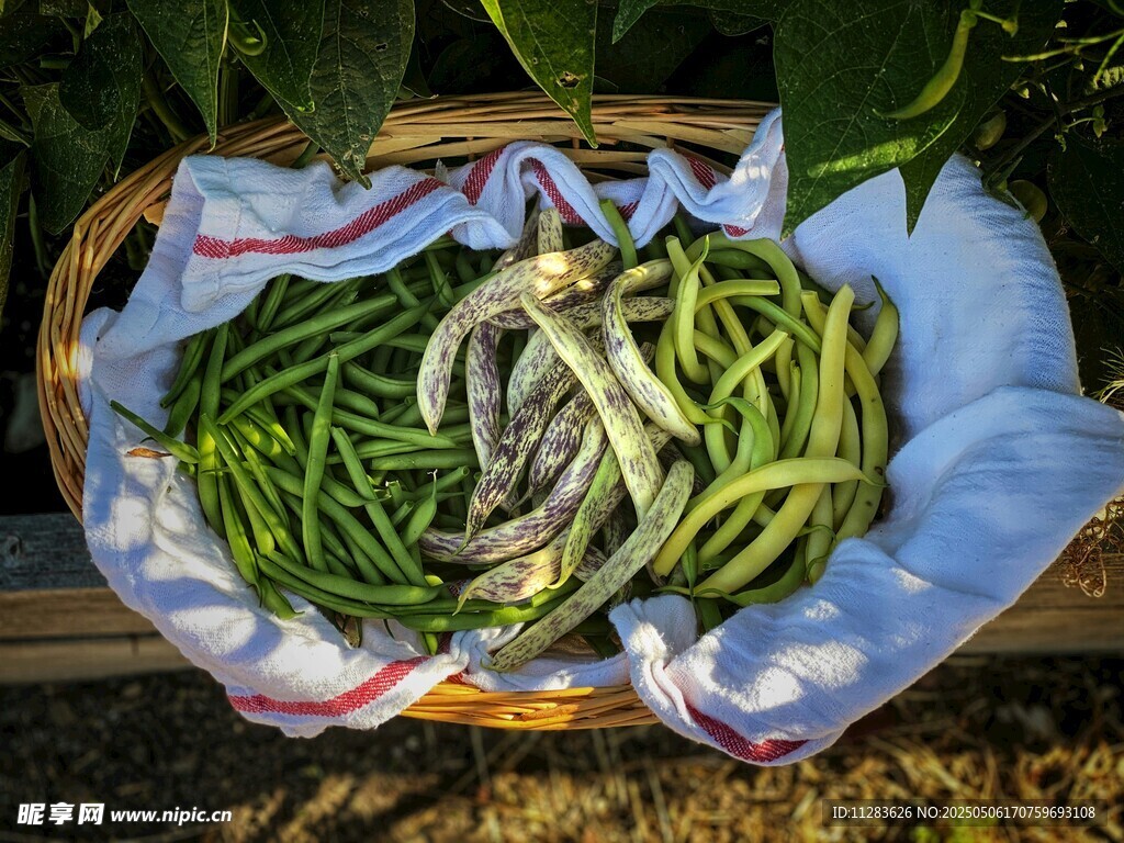 篮子里的新鲜豆角