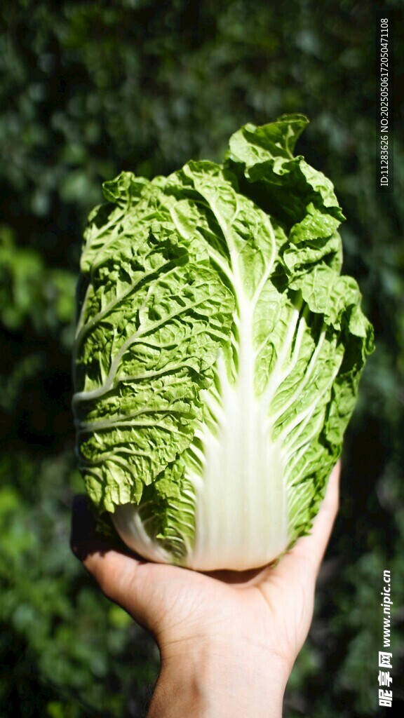 手捧新鲜大白菜