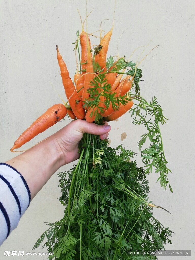 手捧新鲜带叶胡萝卜