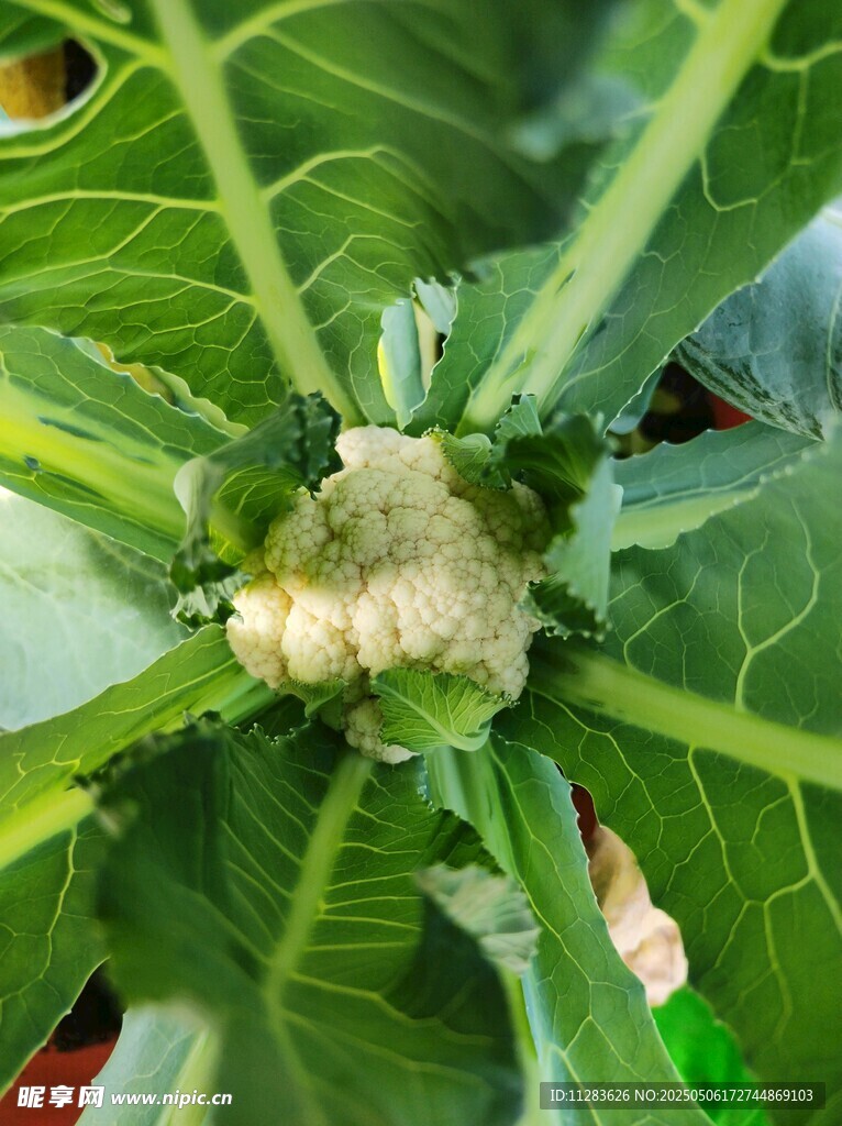 花椰菜植株特写