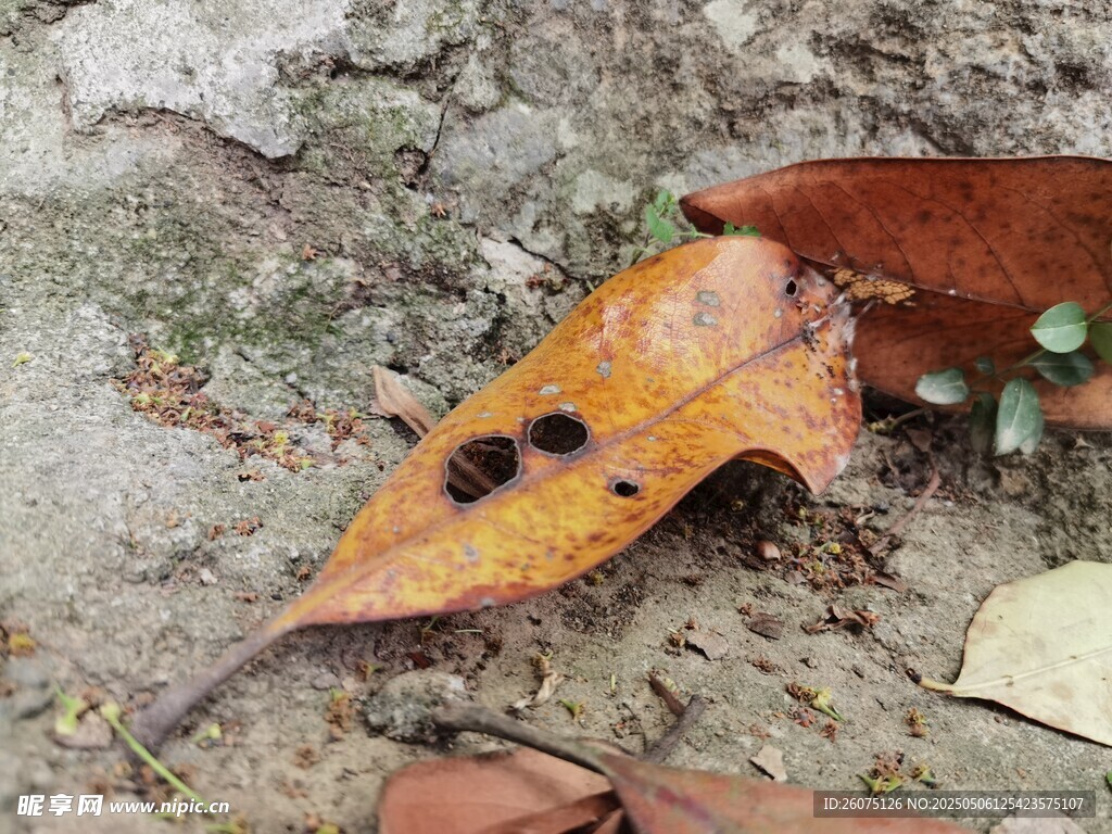 枯叶