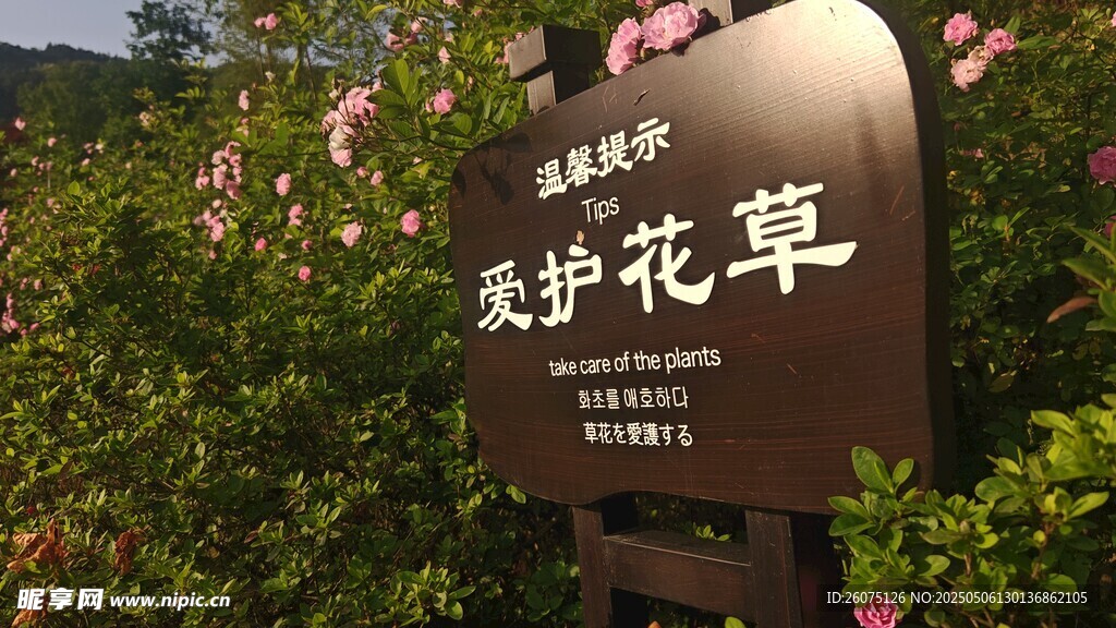 爱护花草牌