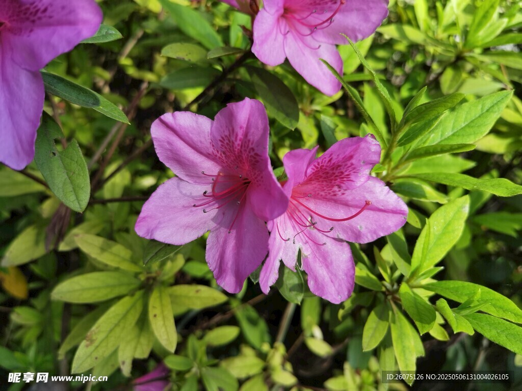 杜鹃花