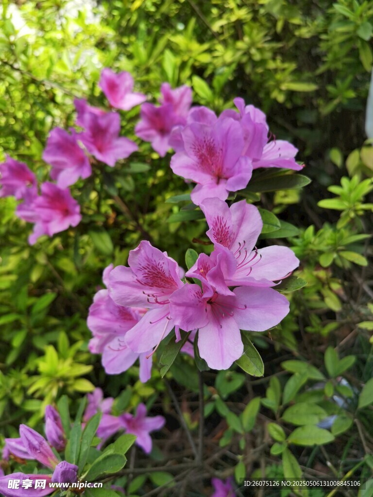 杜鹃花 