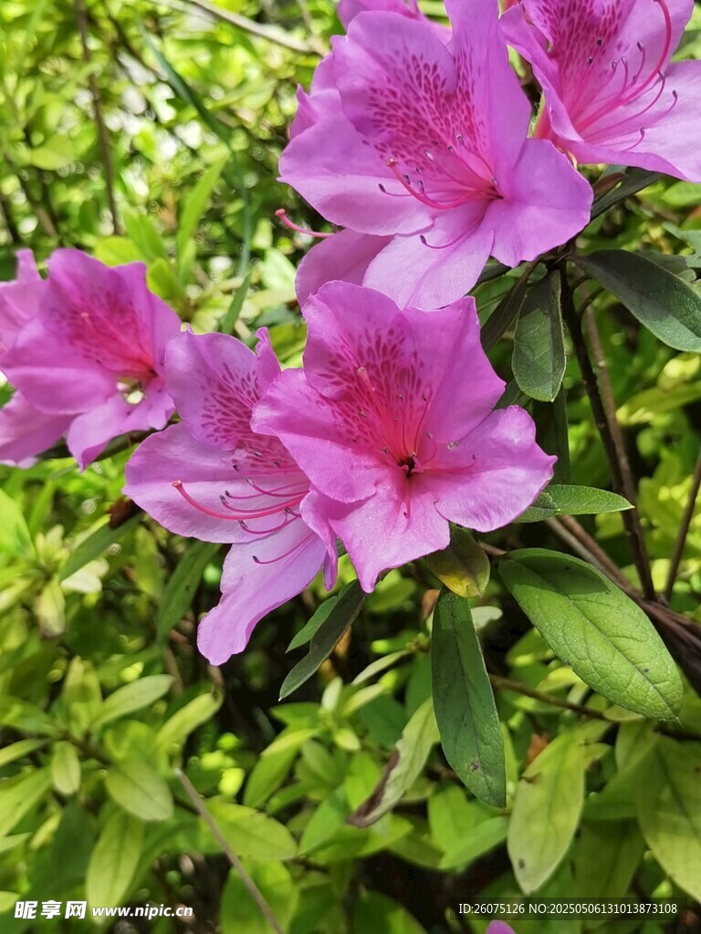  杜鹃花