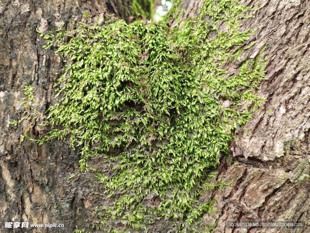  苔藓