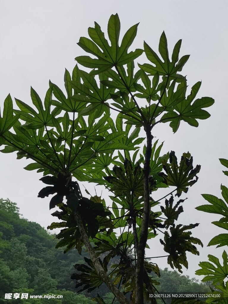 仰拍树木