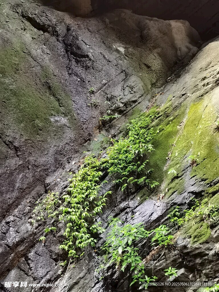 岩石藤蔓 