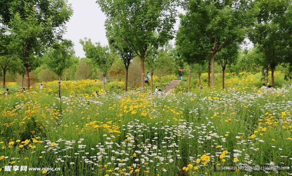 春日繁花绿野林间美景