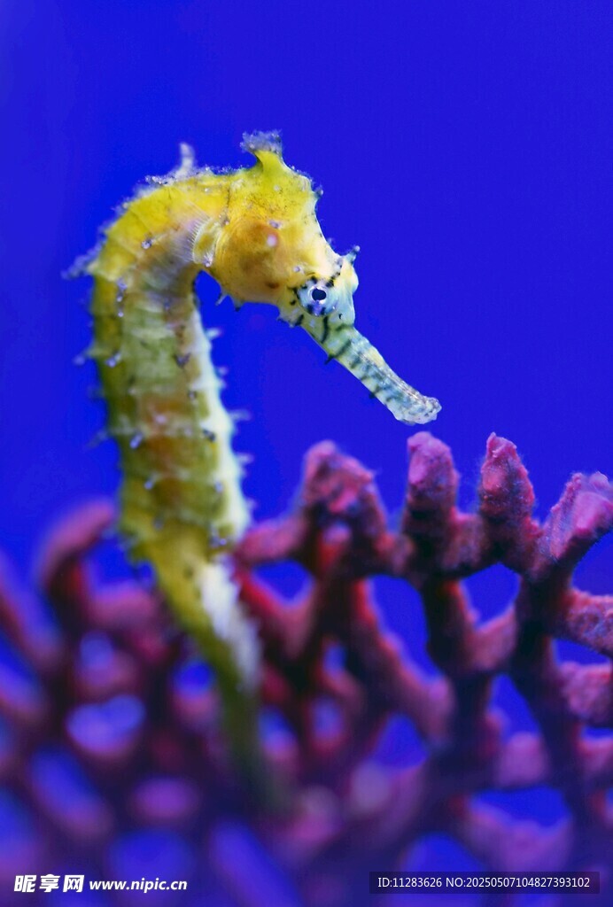海马栖息于紫色珊瑚上
