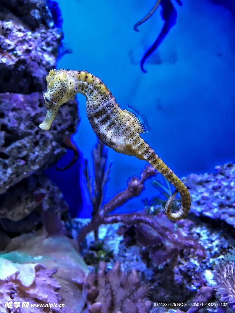 水族馆中的优雅海马