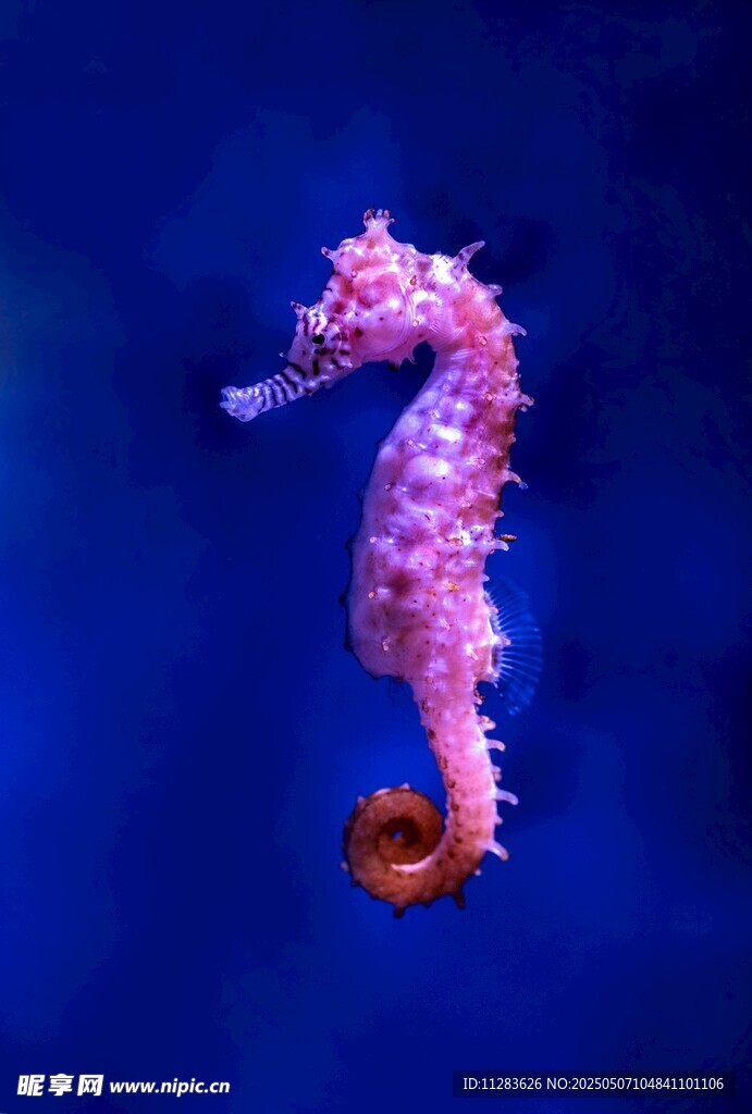 梦幻紫海马在深海遨游