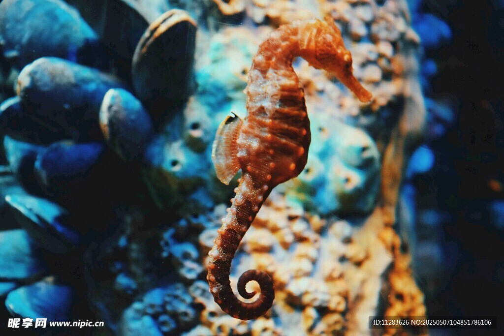 海底世界中的可爱小海马
