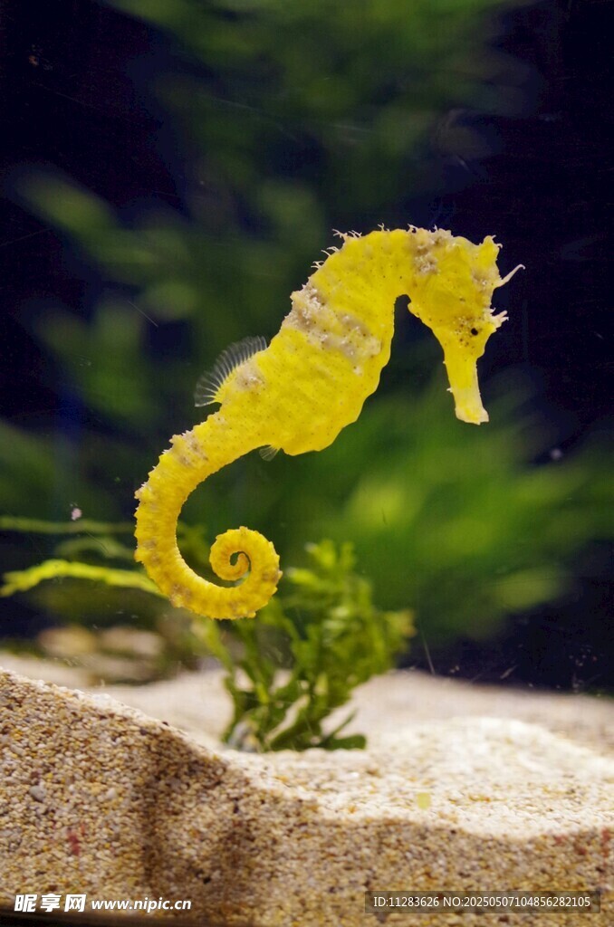 黄色海马栖息于石块绿植间