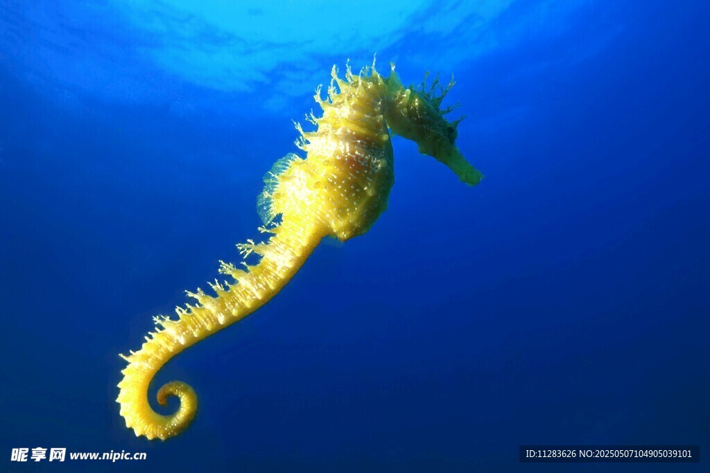 海洋中的黄色海马